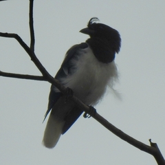 Cyanocorax cristatellus