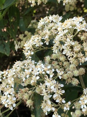Montanoa tomentosa
