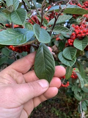 Cotoneaster