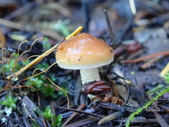 Pholiota velaglutinosa