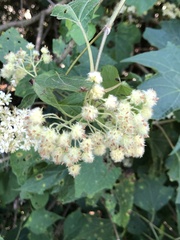 Montanoa tomentosa