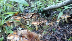 Pholiota velaglutinosa
