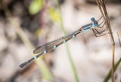 Austrolestes minjerriba