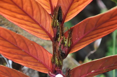 Columnea
