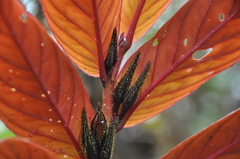 Columnea