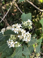 Montanoa tomentosa