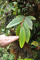 Columnea