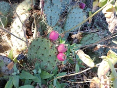 Opuntia lagunae