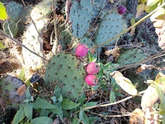 Opuntia lagunae