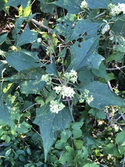 Montanoa tomentosa