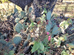 Opuntia lagunae