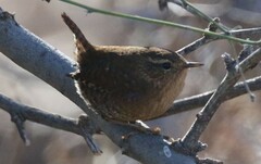 Troglodytes pacificus