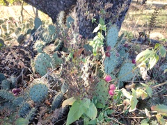 Opuntia lagunae