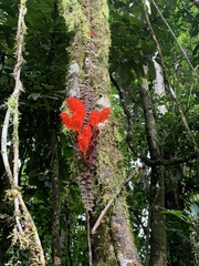Columnea microphylla