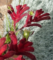 Anigozanthos humilis