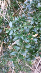 Citrus australis