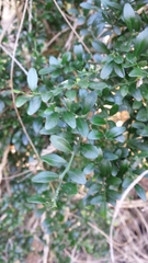 Citrus australis