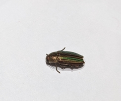 Buprestis striata