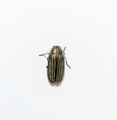 Buprestis striata
