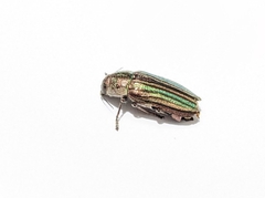 Buprestis striata