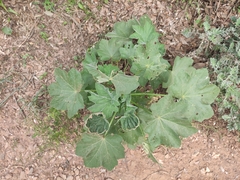 Malva arborea