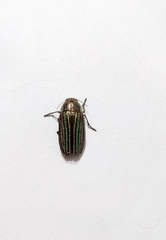 Buprestis striata