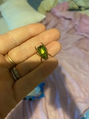 Anoplognathus aureus