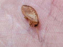 Hemerobius stigma