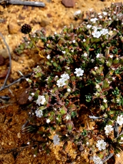Chorizanthe limariensis