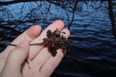 Taphrina robinsoniana
