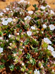 Chorizanthe limariensis