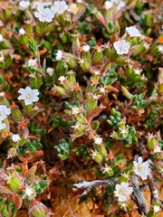 Chorizanthe limariensis