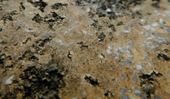 Ionaspis lacustris