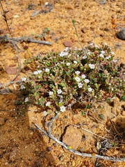 Chorizanthe limariensis