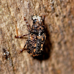 Dissoleucas niveirostris