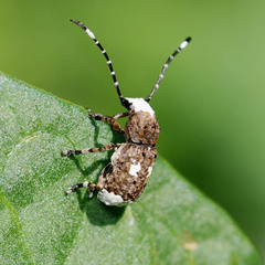 Platystomos albinus