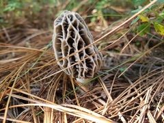 Morchella tridentina