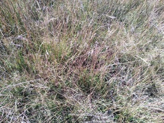 Bouteloua aristidoides