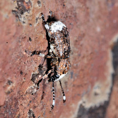 Platystomos albinus