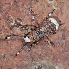 Platystomos albinus