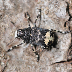 Tropideres albirostris