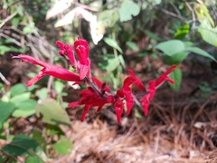 Salvia elegans
