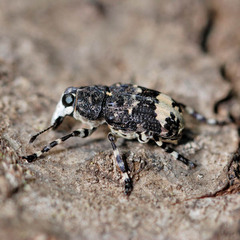 Tropideres albirostris