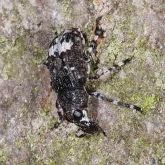 Tropideres albirostris
