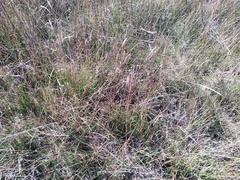 Bouteloua aristidoides