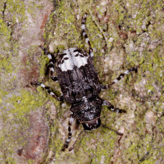 Tropideres albirostris