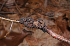 Apiosporina morbosa