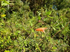 Clinopodium macrostemum