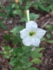 Petunia axillaris