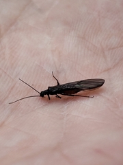 Capniidae
